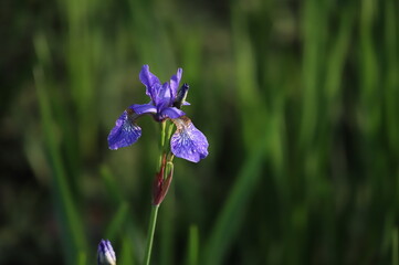 fiore viola