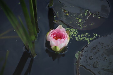Fiore di Lotus