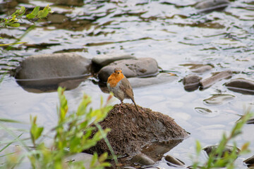 Uccelli pancia arance 