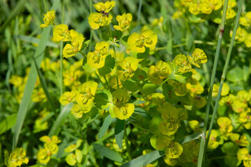 Obraz premium Beautiful summer greenery. Euphorbia cyparissias, cypress spurge green flowers close up selective focus. Green spurge natural floral background