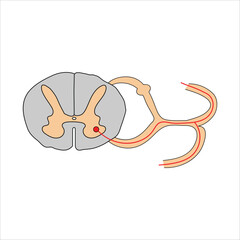 Spinal Cord Cross-Section Somatic Motor Neuron Pathway