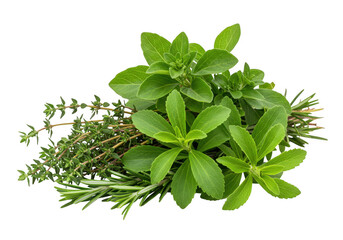 Obraz premium A fresh bunch of culinary herbs including thyme rosemary isolated on white transparent background