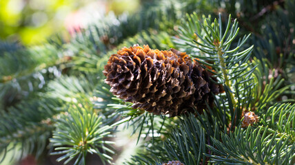 Pine cone resting gracefully among vibrant green pine needles under the warm glow of a sunlit...