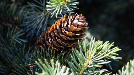 Natural beauty of a pine cone nestled among lush evergreen needles in a tranquil forest setting...