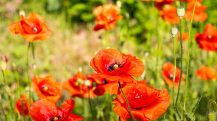 Vibrant poppies bloom in a sunlit meadow during the bright days of spring, showcasing nature's exquisite colors and beauty