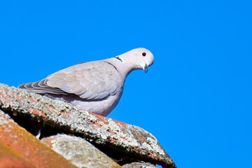 Türkentaube auf einem Dach vor blauem Himmel	 
