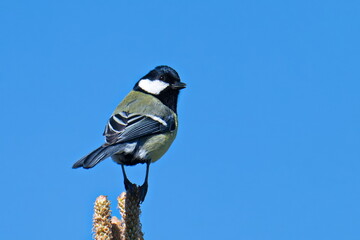 Kohlmeise im Frühjahr