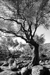 Old Olive trees in a rocky garden in Golgo near Baunei (Sardina, Italy) seen from frog perspective. Typical mediterranian vegetation. Black and white with high contrast of branches, trunks and foliage