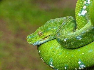 Green tree  python