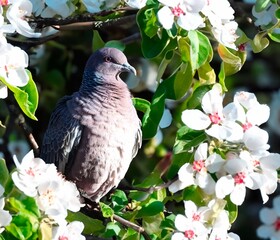 Wild pigeon Patagioenas picazuro known as white wing or carijó pigeon ideal for indoor decoration...