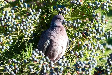 Wild pigeon Patagioenas picazuro known as white wing or carijó pigeon ideal for indoor decoration with refined fine art luxury of good taste in fine art