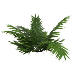 3D Realistic Green Fern Plant Isolated on Transparent Background