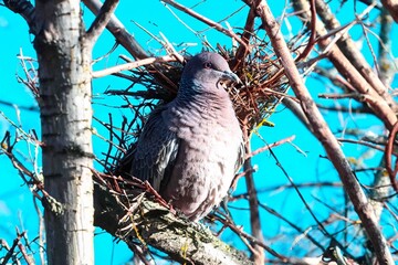 Wild pigeon Patagioenas picazuro known as white wing or carijó pigeon ideal for indoor decoration with refined fine art luxury of good taste in fine art