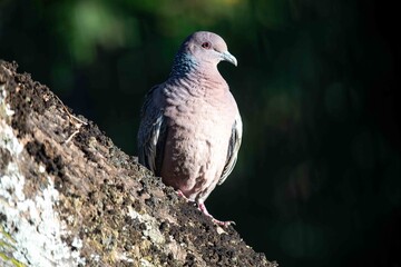 Wild pigeon Patagioenas picazuro known as white wing or carijó pigeon ideal for indoor decoration with refined fine art luxury of good taste in fine art