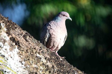 Wild pigeon Patagioenas picazuro known as white wing or carijó pigeon ideal for indoor decoration with refined fine art luxury of good taste in fine art