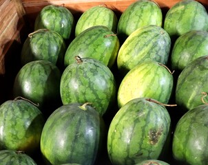 Several fresh uncut watermelons. These round fruits, grown from fertile farms, are rich in water...