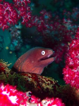 Gymnothorax thyrsoideus, greyface moray eel