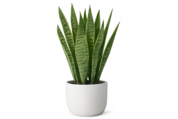 Sansevieria trifasciata growing in sleek white ceramic pot, showcasing sharp linear leaves with distinctive green-yellow variegation against clean neutral backdrop