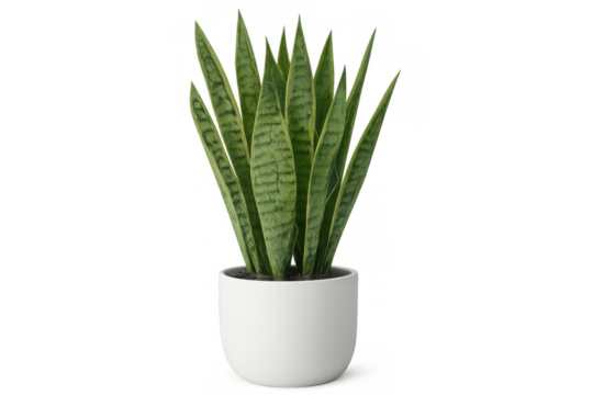 Sansevieria trifasciata growing in sleek white ceramic pot, showcasing sharp linear leaves with distinctive green-yellow variegation against clean neutral backdrop