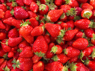 Fresh and vibrant strawberries ready for summer celebrations and desserts