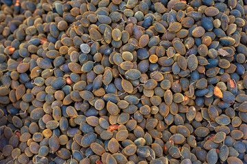 Fruits selling on the street in Vietnam