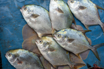 Seafood selling on the street of Vietnam