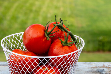Red Ripe Tomatoes in a Basket