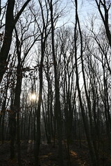 Morning in the forest