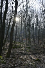 Morning in the forest