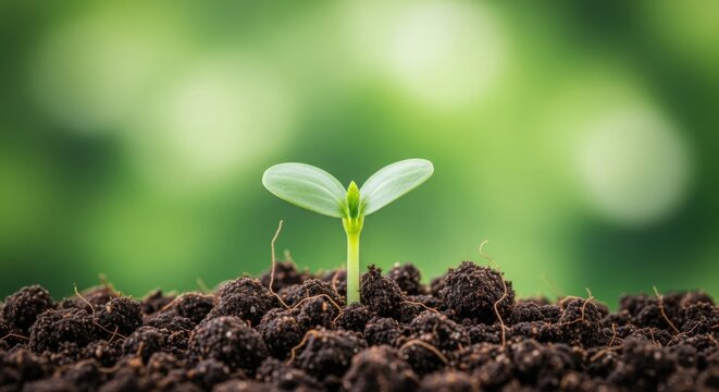 Young green sprout emerging from dark soil with blurred green background seedling plant 1