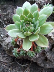cactus in the garden