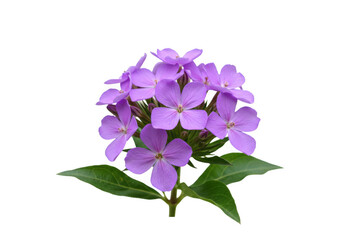 A cluster of purple flowers with green leaves isolated on white transparent background