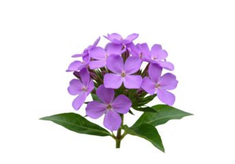 A cluster of purple flowers with green leaves isolated on white transparent background
