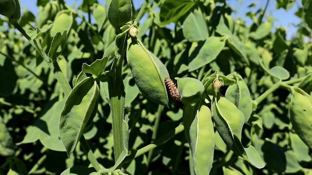 Informative 4K footage of a chickpea plant attacked by the destructive Maruca vitrata pest also called pod borer or mung moth capturing close up details of crop damage and agricultural impact