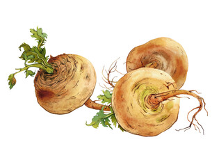 Three yellow turnips watercolor illustration on transparent background