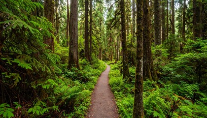 Lush forest path, towering trees, vibrant greenery