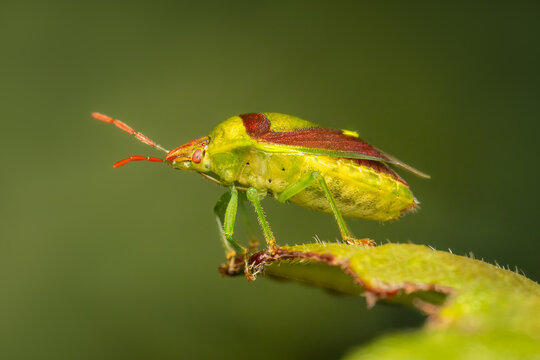 Green and red stink Bug standing at the edge of a green leaf with blurred backgrouns