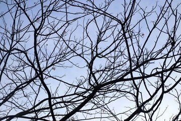 Silhouette of tree branches without leaves in the blue sky. Texture of tree branches that have fallen during winter. Background with a winter and autumn atmosphere with some clouds 