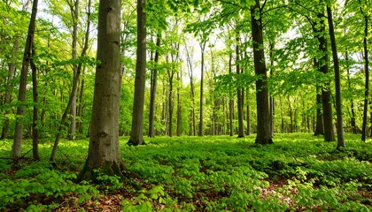 Fototapeta premium Lush green forest floor bathed in sunlight
