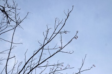 Silhouette of tree branches without leaves in the blue sky. Texture of tree branches that have fallen during winter. Background with a winter and autumn atmosphere with some clouds 