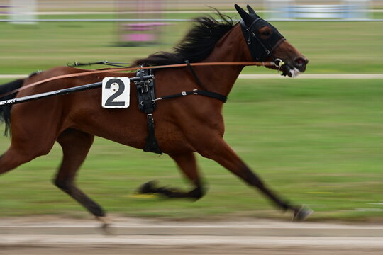 Braunes Vollblut w&auml;hrend des Trabrennens , mitgezogen