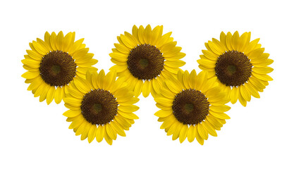 Cute Five Sunflower Head Isolated on White Background Horizontal. Beautiful Bright Sunflowers...