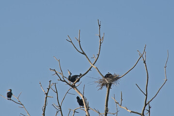 ormorant family around a nests in the bare branches of a dead tree on a clear blue sky - Phalacrocoracidae 