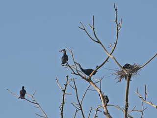ormorant family around a nests in the bare branches of a dead tree on a clear blue sky - Phalacrocoracidae 