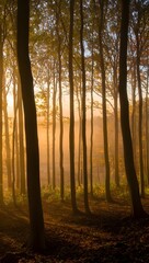 Mystical Sunrise Through Forest Trees, Golden Hour