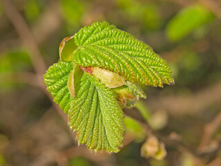  closeup of fresh green hazel leaves growing on a twig in spring, selective focus with bokeh background 