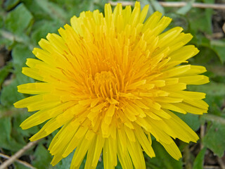 Macro of a bright yellow dandelion flower, selective focus with bokeh background - Taraxacum officinale 