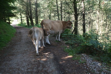 cow and calf