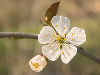 Closeup of blackthorn flower, selective focus with bokeh background - prunus spinosa 