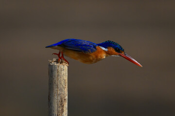 Malachite kingfisher jumps off from sawn-off post